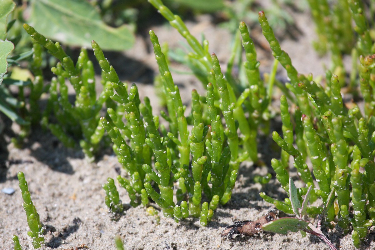 Солерос Европейский Salicornia europaea